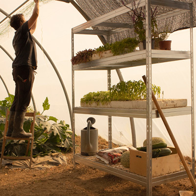 TUFF 300 in greenhouse environment